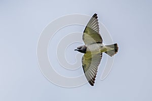 TheÂ white-breasted woodswallowÂ (Artamus leucorynchus) flying